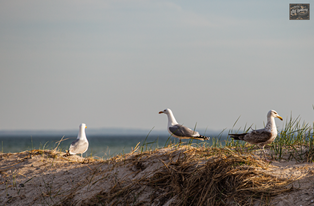 Drei Möwen stehen auf einer sonnigen Düne mit Blick auf das Meer. Warmes Abendlicht, ruhige Szene, die Vögel blicken in verschiedene Richtungen.