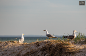 Drei Möwen stehen auf einer sonnigen Düne mit Blick auf das Meer. Warmes Abendlicht, ruhige Szene, die Vögel blicken in verschiedene Richtungen.