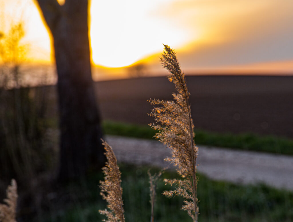 Nahaufnahme eines Grashalms im warmen Gegenlicht einer tief stehenden Sonne. Der Hintergrund zeigt verschwommen einen Feldweg, Ackerflächen und einen Baum – ruhige Abendstimmung.
