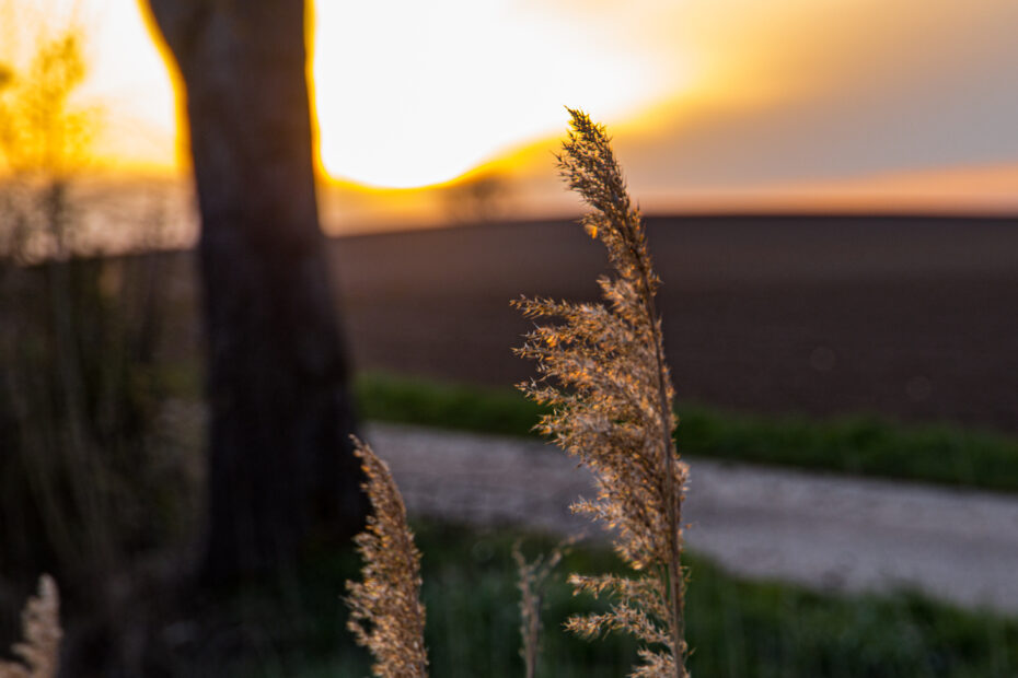 Nahaufnahme eines Grashalms im warmen Gegenlicht einer tief stehenden Sonne. Der Hintergrund zeigt verschwommen einen Feldweg, Ackerflächen und einen Baum – ruhige Abendstimmung.