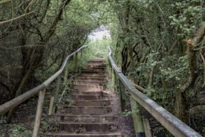 Eine verwitterte Holztreppe führt durch dichtes Gebüsch bergauf. Am Ende blitzt Licht durch die Zweige. Das Motiv symbolisiert den Weg zu Reife, Haltung und innerer Klarheit.